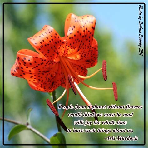 Lilies Of The Field Quotes. QuotesGram