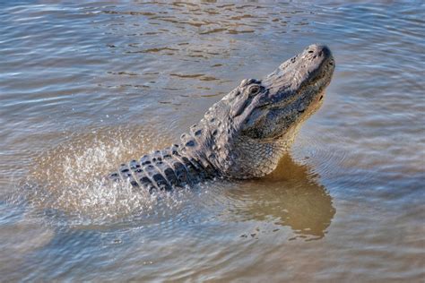 American,Alligator,,Swamp,Habitat,,Florida,Usa - Best Western Plus ...