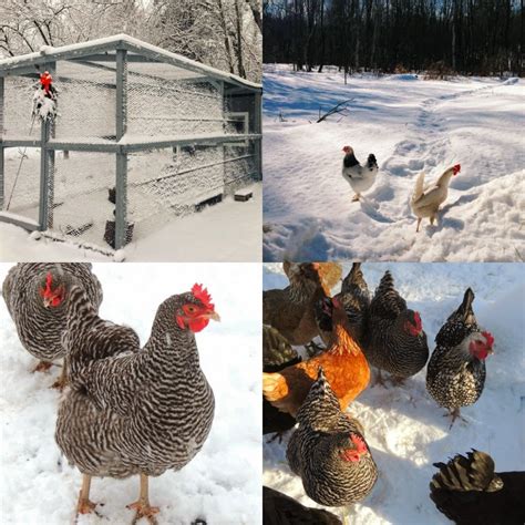 Linn Acres Farm: Caring For Chickens in Winter