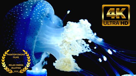 Jellyfish Aquarium 4K | The Best Glowing Underwater | UHD Screensaver ...