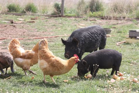 American Guinea Hogs for the farm – Peacock Orchard