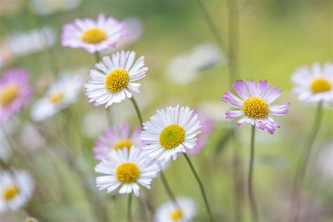 English Daisies: Care and Growing Guide