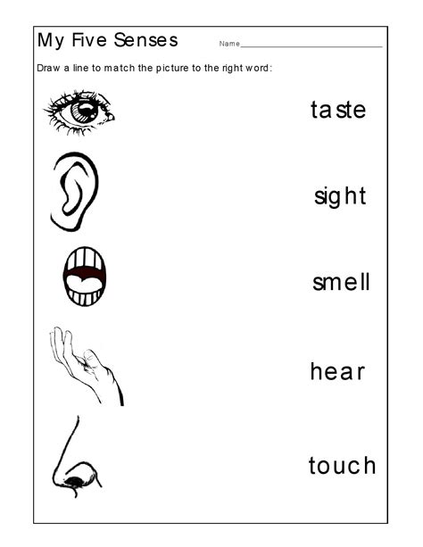 5 Senses Worksheet Kindergarten