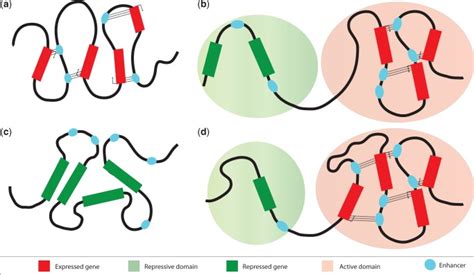 Chromatin looping is responsible for forming higher-order hub-like ...