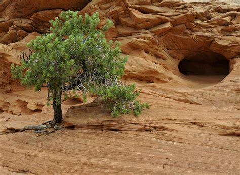 12 Species of Juniper Trees and Shrubs