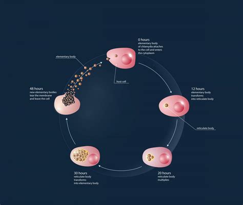 Chlamydia Lifecycle [IMAGE] | EurekAlert! Science News Releases