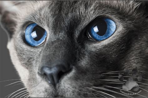 Siamese Cat Eye Problems: Symptoms & Solutions