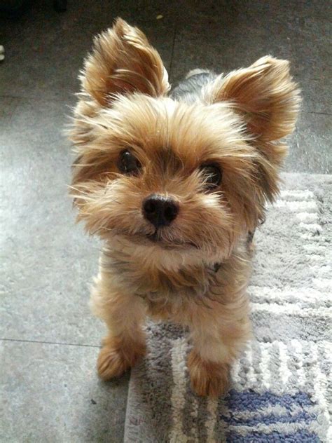 Yorkie Mix - Dog Training Home | Dog Types