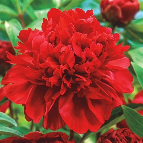 Spring Hill Nurseries Karl Rosenfield Peony (Paeonia) Live Bareroot Plant Double Red Flowering ...