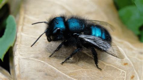 What Are Blue Orchard Bees? - LearnBees