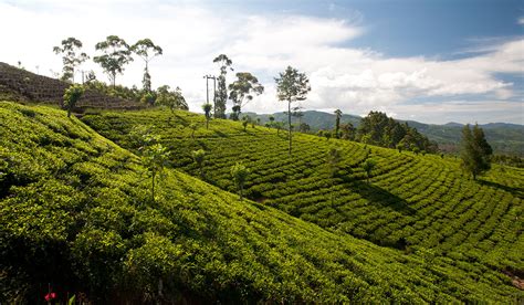 Tea experience in Pedro Estate | Tea Estate Sri Lanka | Pedro Estate in Sri Lanka | Tea Experience