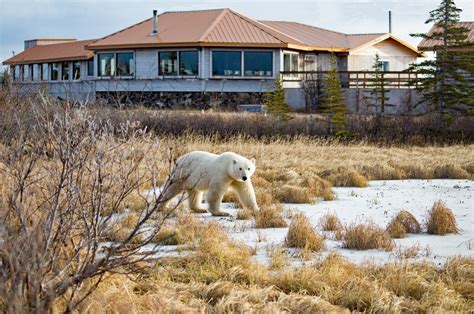 Nanuk Polar Bear Lodge - Churchill Wild Polar Bear Tours