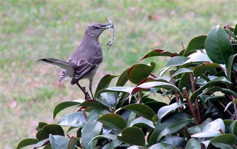 Northern Mockingbird during nest building. | Wild birds, Nest building ...