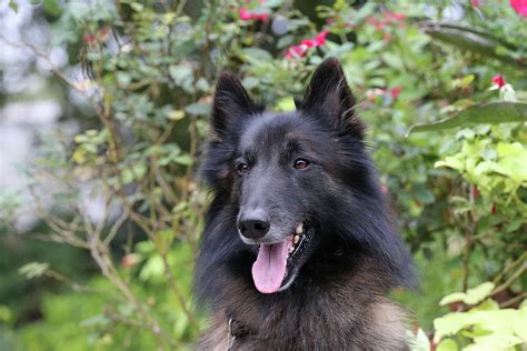 Belgian Tervurens Shepherd 06 Photograph by Bob Langrish