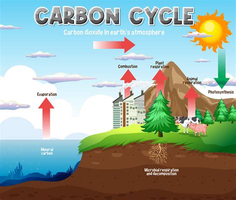 Ciclo del carbono: qué es, etapas e importancia - Resumen