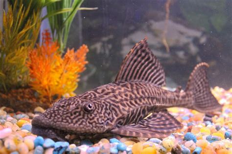 Common Pleco: The Complete Care And Breeding Guide - Fishkeepingfans.com