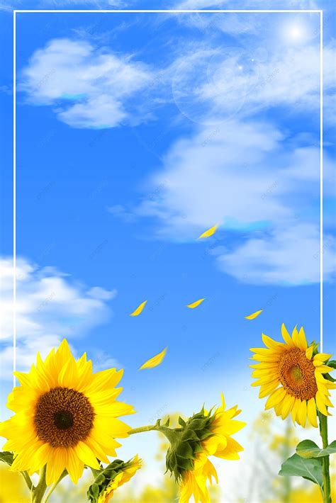 Summer Sunflower Blue Fresh Background, Summer, Sunflower, Blue Background Image for Free Download