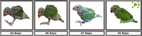 Indian ringneck parrot chick growth | Birdszaq