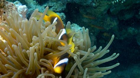 Artificial coral reefs in the Gulf of Aqaba - An underwater documentary ...