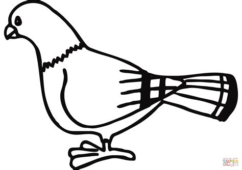 Pigeon coloring page | Free Printable Coloring Pages