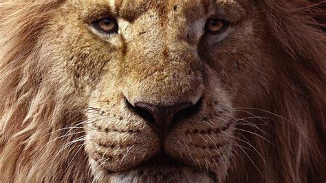 The Lion King, 2019, Mufasa, 4k, - 2560x1440 Wallpaper - teahub.io