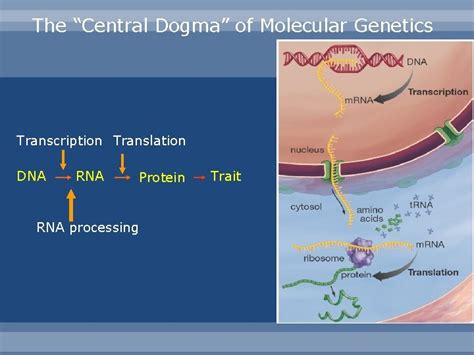 The Central Dogma Transcription Translation The Central Dogma