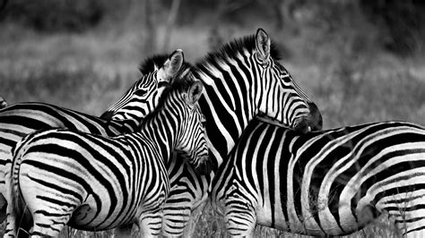 Zebra, Black & White, couple, cute animals HD Wallpaper