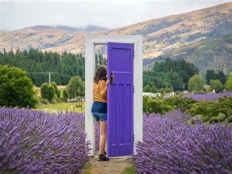 Wanaka Lavender Farm: Is It Worth It?