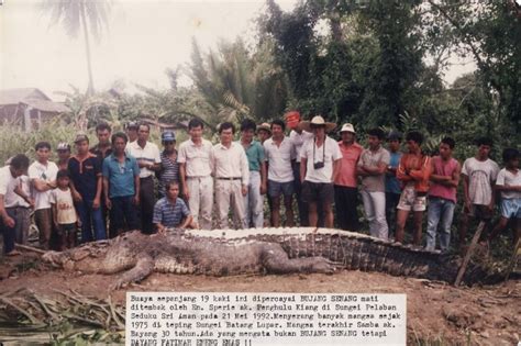 Here’s the story behind Bujang Senang, a crocodile that once terrorized ...