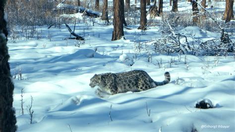 snow-leopard-mongolia-wildlife | Zendmen Travel Mongolia