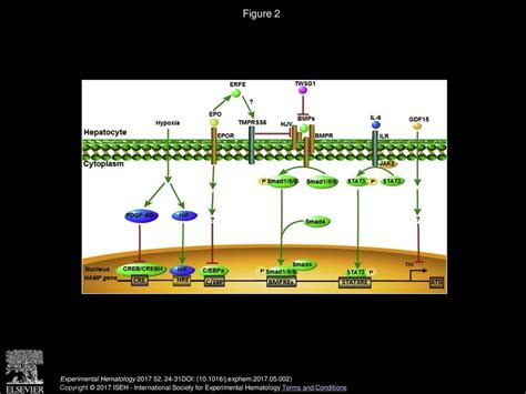 Reciprocal regulation between hepcidin and erythropoiesis and its therapeutic application in ...