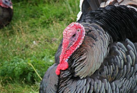 Turkey closeup Free Photo Download | FreeImages