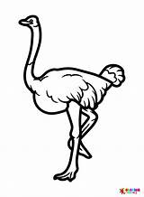 Somali Ostrich Coloring Page  Free Printable Coloring Pages sketch template