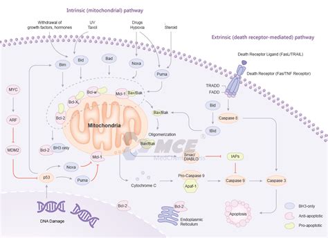 Bcl-2 Family Signaling Pathway | MedChemExpress