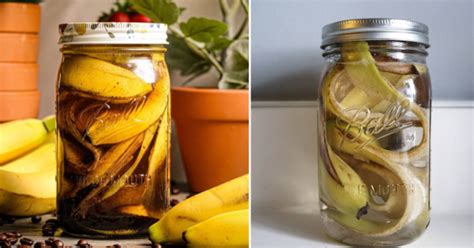 People Are Making "Banana Peel Tea" To Water Their Plants and It Is Genius