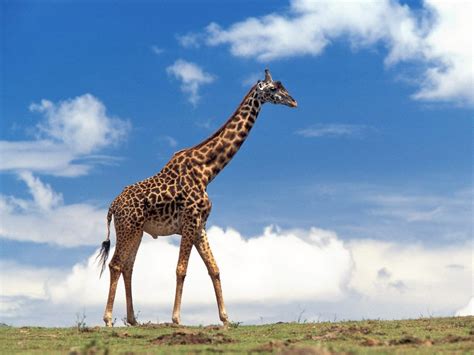 Top 10 Tallest Animals in the World - All Top Everything - Ratingperson