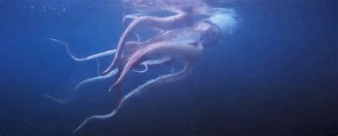 Couple Captures Rare Footage of a Giant Squid Swimming Off The Coast of Japan : ScienceAlert