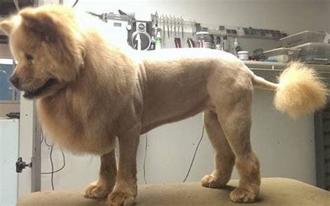 lion cut chow | Dog Grooming Styles | Pinterest | Chow chow, Lion and Autumn