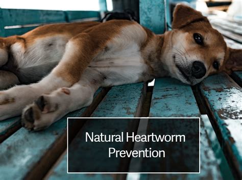 Natural Heartworm Prevention | Best Heartworm Medicine for Dogs