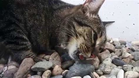 Cat eats mouse [GRAPHIC] - YouTube