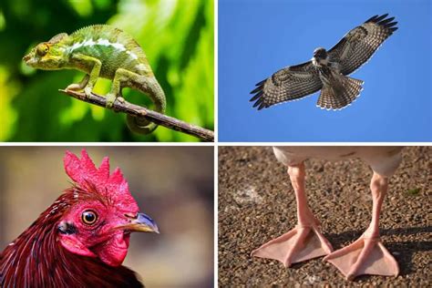 12 Physical Adaptations in Animals (Pictures) - Wildlife Informer