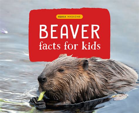 Beaver facts for kids - AQUILA Blog