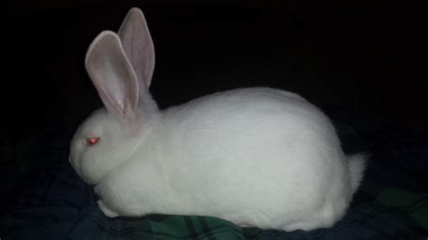 Show Quality New Zealand Whites For Sale - Rabbit Breeders