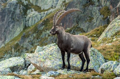 Alpine Ibex Facts, Distribution, Diet, Adaptations, Pictures