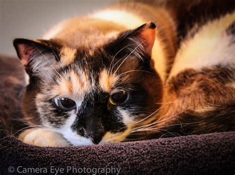 22:365 Mocha | This is one of our beloved cats posing nicely… | Flickr