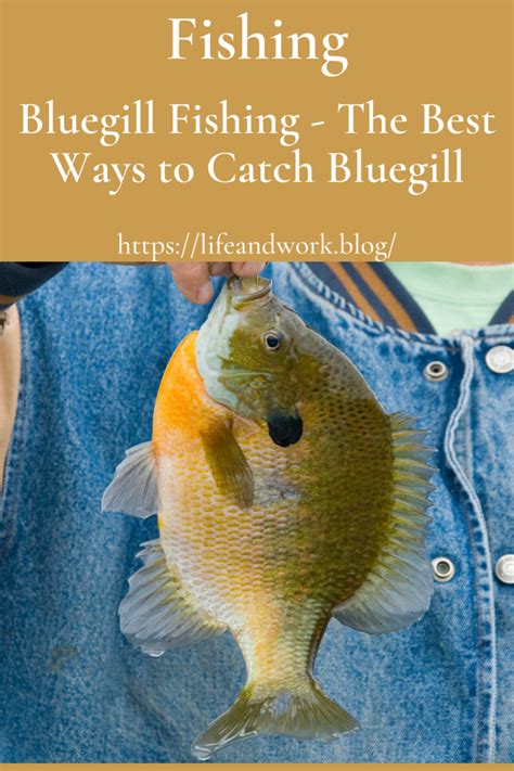 Bluegill Fishing - The Best Ways to Catch Bluegill - Bert's Blog