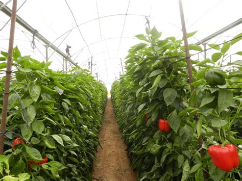 [VIDEO] Exploring capsicum farming SmartFarm w/ DenisOtienoKE | Citizen ...