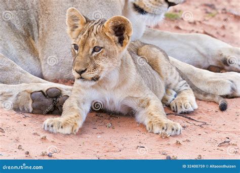 Lioness female with cubs stock image. Image of predator - 32400759