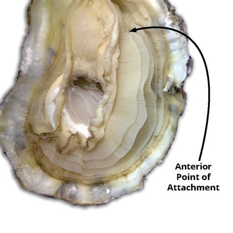 Oyster Internal Anatomy