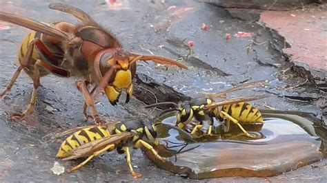 Mens Mag Daily Hornet Vs Wasp, a Fight to The Death - Mens Mag Daily